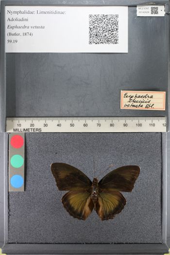 Media type: image;   Entomology 142628